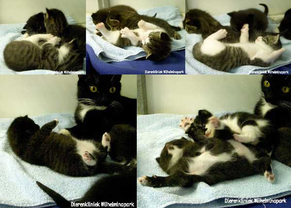 Kittens gaan lekker spelen, ravotten en stoeien.